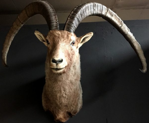 Special stuffed head of a very old Capricorn with huge horns