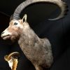 Special stuffed head of a very old Capricorn with huge horns