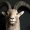 Special stuffed head of a very old Capricorn with huge horns