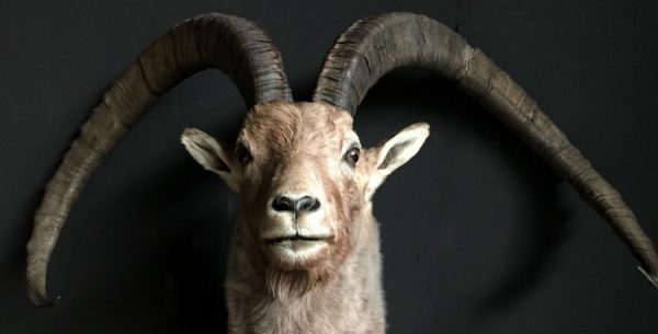 Special stuffed head of a very old Capricorn with huge horns