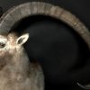 Special stuffed head of a very old Capricorn with huge horns