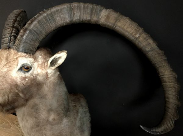 Special stuffed head of a very old Capricorn with huge horns