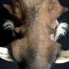 Bijzondere opgezette kop van een wrattenzwijn