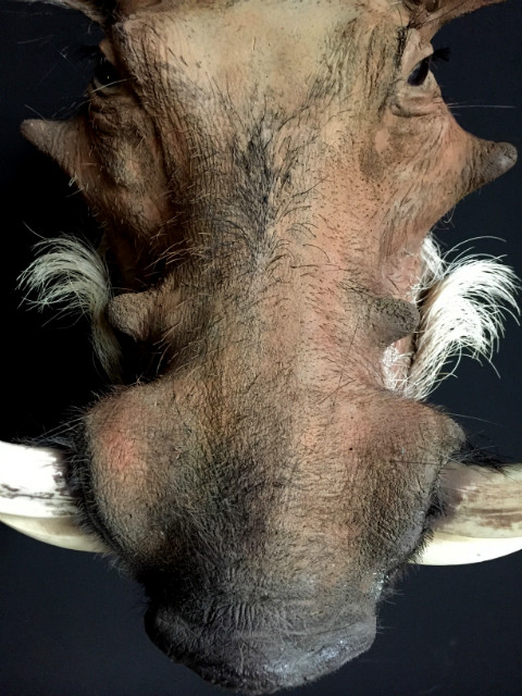 Bijzondere opgezette kop van een wrattenzwijn
