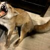 Special taxidermy fox