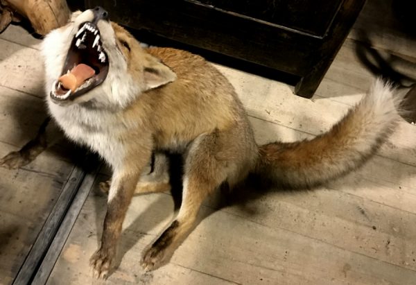 Special taxidermy fox