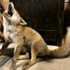 Special taxidermy fox