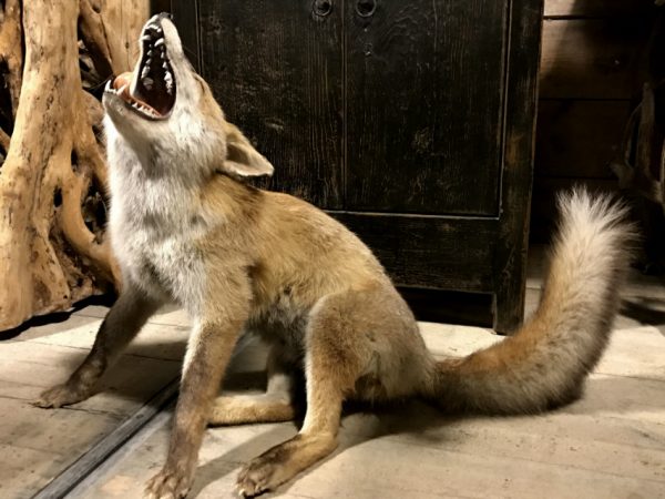 Special taxidermy fox