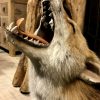 Special taxidermy fox