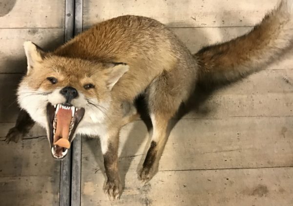 Special taxidermy fox