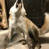 Taxidermy young foxes.