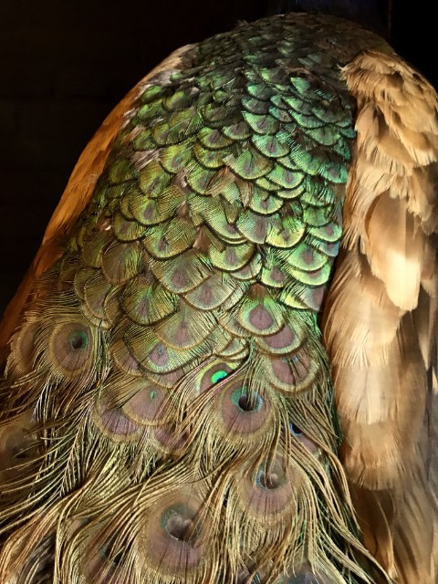 Special taxidermy peacock (Purple color)