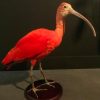 Special taxidermy red Ibis