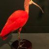 Taxidermy barn owl with cites