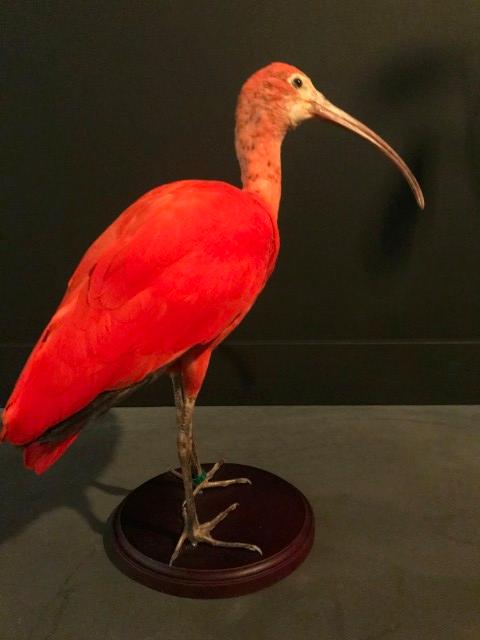 Special taxidermy red Ibis