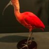 Special taxidermy red Ibis