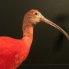 Special taxidermy red Ibis