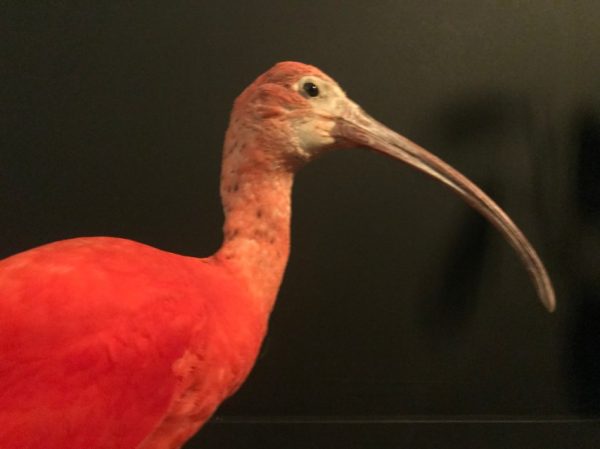 Special taxidermy red Ibis