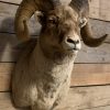 Specially stuffed head of a bighorn sheep