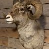 Specially stuffed head of a bighorn sheep