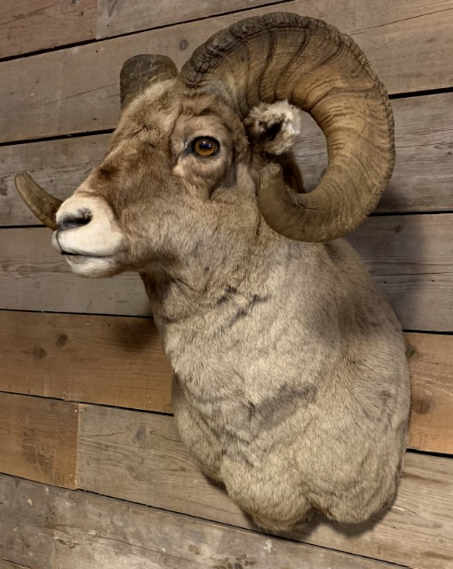 Specially stuffed head of a bighorn sheep