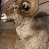 Specially stuffed head of a bighorn sheep