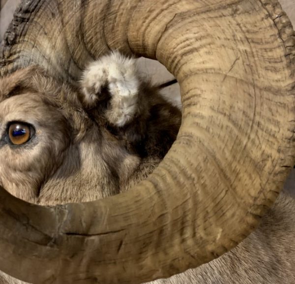 Bijzonder opgezette kop van een Dikhoornschaap