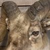 Specially stuffed head of a bighorn sheep