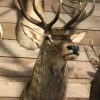 Splendid taxidermy head of a large red deer.