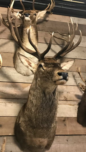 Splendid taxidermy head of a large red deer.