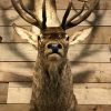 Splendid taxidermy head of a large red deer.