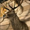 Splendid taxidermy head of a large red deer.