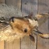 Stacked head of a Racka sheep