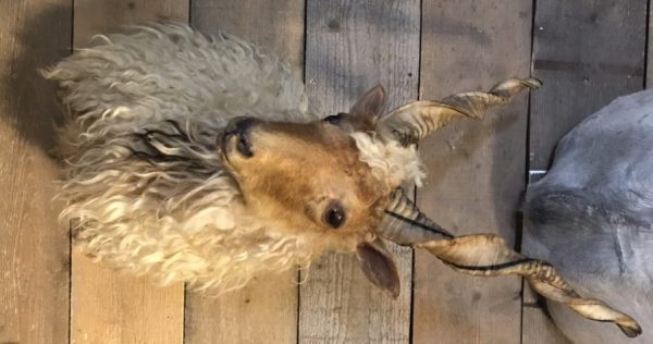 Stacked head of a Racka sheep