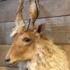 Stacked head of a Racka sheep