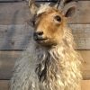 Stacked head of a Racka sheep