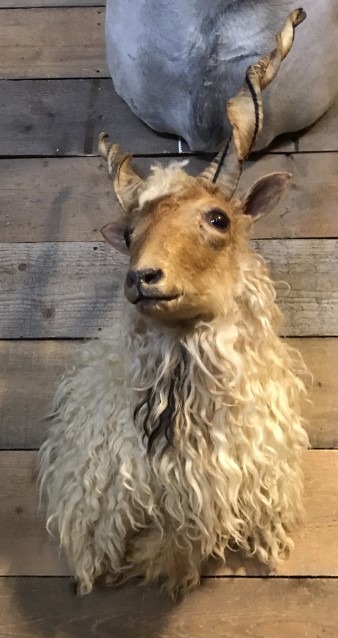 Opgezette kop van een Racka schaap