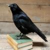 Stuffed crows mounted on an antique books