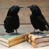 Stuffed crows mounted on an antique books