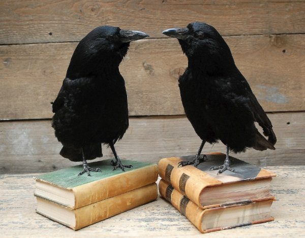 Stuffed crows mounted on an antique books