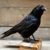 Stuffed crows mounted on an antique books