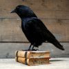 Stuffed crows mounted on an antique books