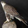 Ausgestopfter Gyr- Saker Falcon