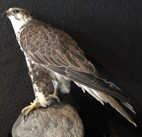 Ausgestopfter Gyr- Saker Falcon