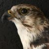 Ausgestopfter Gyr- Saker Falcon