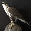 Ausgestopfter Gyr- Saker Falcon