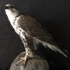 Stuffed Gyr-Sakerfalcon