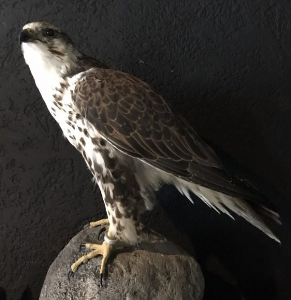 Stuffed Gyr-Sakerfalcon