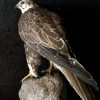 Ausgestopfter Gyr- Saker Falcon