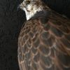 Ausgestopfter Gyr- Saker Falcon